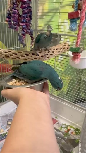 3.4K views · 41 reactions | Our hand reared blue kakarikis being all cute this morning. Wait until near the end for the ‘peekaboo’ moment  Licensed by ashfield district council - license number 6 The shop is open 5 days per week - Monday - CLOSED Tuesday 10-6 - FRESH LIVEFOOD DAY Wednesday 10-6 Thursday 10-7.30 LATE NIGHT OPENING Friday 10-6 FRESH LIVEFOOD DAY Saturday 10-5.30 Sunday- CLOSED | Urban exotics | Facebook