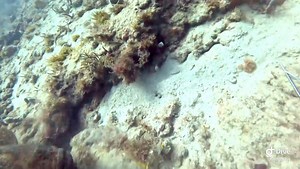 That’s his amberjack now…Taxman in the form of Goliath grouper. 🎥 @jmfgalvin | Lone Star Outdoors Show