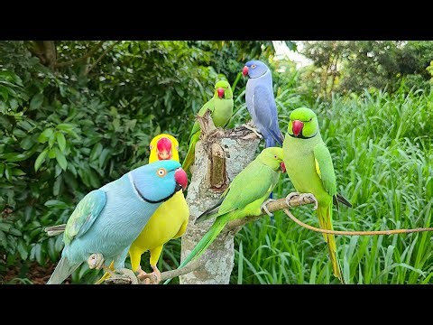 #Ringneck Parrot Funny Video