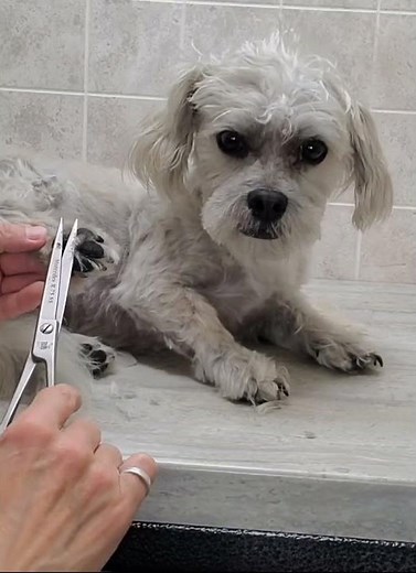 Grooming a dog without restraints, multiple demos