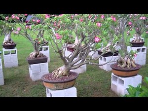 Desert Rose Bonsai