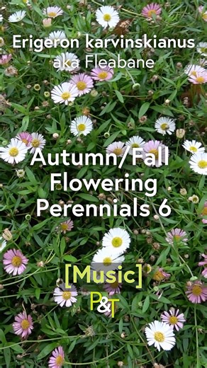 1.9K views · 40 reactions | Erigeron karvinskianus (aka fleabane) a lovely Autumn/Fall flowering perennial - see the whole lot in our main video! #plants #flowers #garden #gardening #Autumn #Fall | Pots & Trowels | Facebook