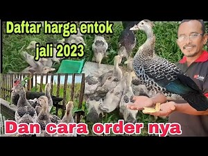 LATEST PRICES FOR MUSHROOM JALI AND HOW TO ORDER #mushroosterjali #agribisputra #kandangjava