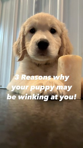 29K views · 114 reactions | 1️⃣. Winking can indicate your puppy...