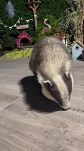 Sorry for such a long video but the new badger arrived at 1am this morning! I managed to get the door open, maybe because of hunger but if you watch the whole video I think he knew my voice. I’m not sure who it is, it could be Baby Beau but I suspect it’s a male and he’s lost two claws on his left front paw and a bit of his ears. I’m glad I waited up as he will sleep well tonight he definitely needed a good feed. Now time for sleep for me 😴🦡🐾🐾❤️ If anyone would like to support Mr Lumpy & Fri