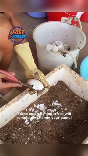 Smart Hacks for Hatching Eggs You NEED to Know!