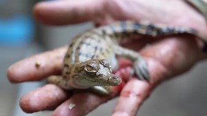 The last-ditch race to save the Orinoco crocodile