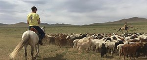 Live and Work with Nomads in Mongolia | Projects Abroad