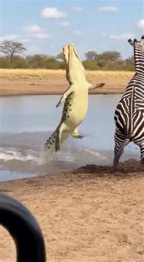 A zebra instantly pivots and delivers a single explosive rear-leg kick #animalbehavior #animalfight