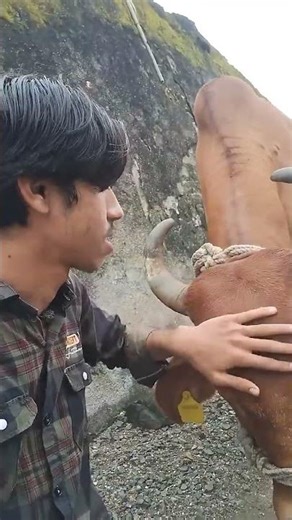 Discover the Craziest Village Life: Cows Take Center Stage!