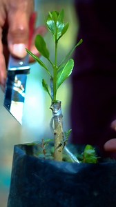 41K views · 431 reactions | Lime tree grafting #gardentips #graftedplants | GraftingPlants | Facebook