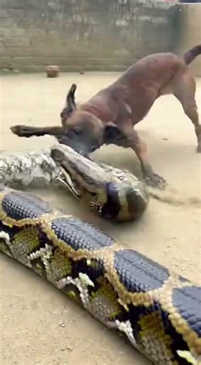 Python Came Down, Dog Fights Giant Serpent! #VillageLife #AnimalAttack