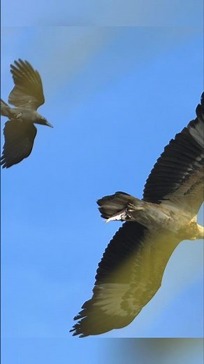 Eagle vs. Crow — Part 1