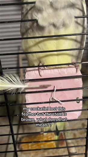Understanding Cockatiel Feather Loss and Care