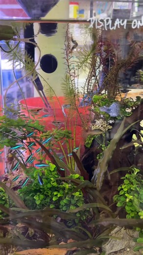 Jan's Tropical Fish | Holy grail Super White showing off after customers leave !!! Come check him out 11am- 6pm daily @janstropical #aquarium #tropicalfish... | Instagram