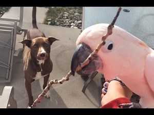 Gotcha plays fetch with Kobi the Pit 🐶