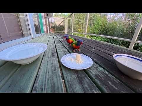 Feeding the Lorikeets. Jack and Penny.