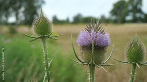 Flowering of the teasel, Dipsacus, Dipsacus sativus. A plant of the subfamily Dipsacoideae of the Honeysuckle family (Caprifoliaceae). Stock Video