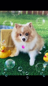 3.6K views · 332 reactions | Available for adoption… but not for long! | Recycled Pomeranians and Schipperkes Rescue | Facebook