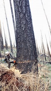 Piper Bates on Instagram: "Didn’t know I was humming till I watched it back at the end of the day. I’ll catch myself humming at the top of trees or stressful situations all the time.😂 #lumberjill #felling #lumberjack #timber #logging #stihl #timberfallersdoitbetter"