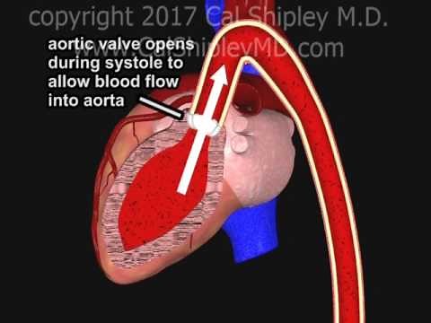 Coronary Artery Perfusion and the Cardiac Cycle Animation by Dr. Cal Shipley, M.D.