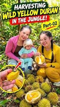 Harvesting Wild Yellow Durian in the Jungle! Part-02