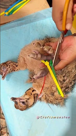 Correcting Splayed Legs: Safely Removing Zip Ties From Ostrich Chick