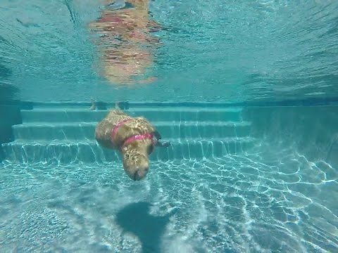 Sweetie the Capybara in the pool
