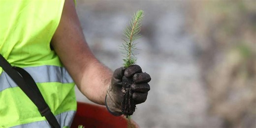 Peut-on brûler toutes les réserves d’énergies fossiles et compenser en plantant des arbres ?