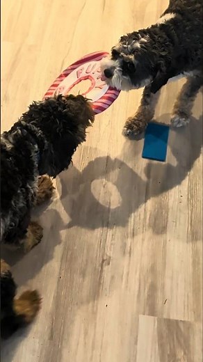 The Great Cavapoo Tug-of-War: Loki vs Link with a Tiny Referee!