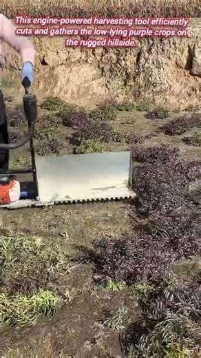 Efficient small harvester gathers hillside crops quickly and easily.