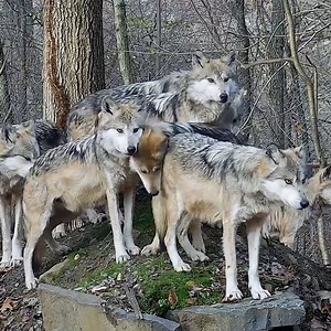 230K views · 72K reactions | This is what love looks like. #SaveTheLobo | Wolf Conservation Center | Facebook