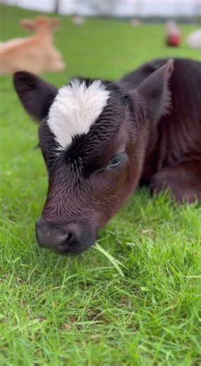 cute baby cow eating grass adorable video watch this little cutie munching