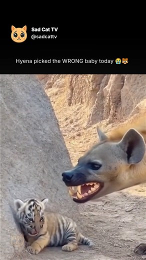 Hyena thought he was the boss… until Dad turned up 😭🐯 A sneaky hyena tries to intimidate a tiny tiger cub by flashing his teeth and acting tough… but that confidence disappears the moment the cub's MASSIVE dad steps out of the shadows. 😱🐯🔥 Instant regret. Instant panic. Instant comedy. 😭💀 The hyena goes from “I’m the boss” to “please don’t hurt me” in seconds — proving once again… Never. Mess. With a tiger’s baby. 😂🐾 Follow Sad Cat TV for more funny, emotional, and unbelievable animal m