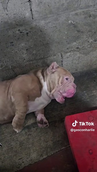 Balot (@gasconharlie)’s videos with original sound - balot - Balot