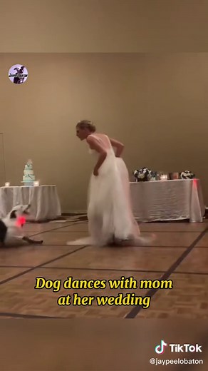 Heartwarming Bond Between Dog and Owner