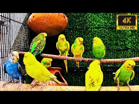 10 Hours with the Chattiest Budgies Ever 🐦🎤 Mango & Chutney on a Roll!