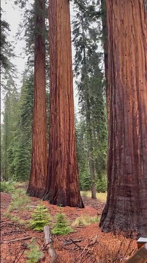 Giant sequoia (Sequoiadendron giganteum) being among these trees felt like walking with the old gods