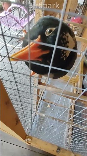 A Red-billed Blue Magpie\\一只红嘴蓝鹊 #magpies