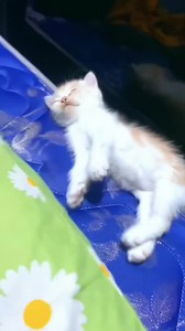 Unlucky Kitten's Adventures