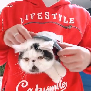 4.7M views · 23K reactions | We all know a cat lover that would love this hoodie!  | UNILAD | Facebook