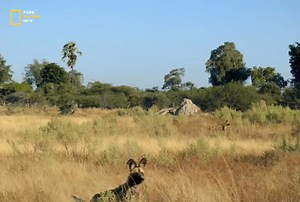 210K views · 6K reactions | African Wild Dog - Hindi Documentary Part 2 #jungle #wildanimals #documentary #discovery #purenaturehdtv | Pure Nature HDTv | Facebook