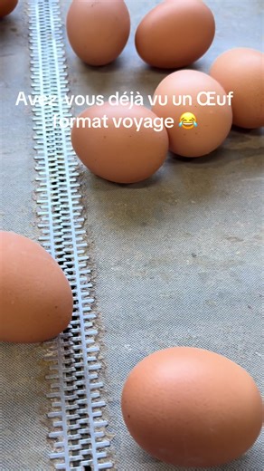 Bon... qui me prête une mini-poêle pour mon petit déj ? 🍳😂 Apparemment, il y en a une qui a fait le minimum ce matin ! #insolite #oeuf #viedelaferme #humour#mignon