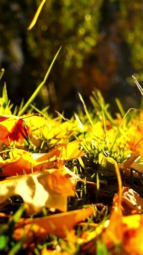 Can You Count All The Falling Leaves?