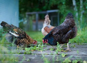 10 aliments interdits aux poules - Gamm vert