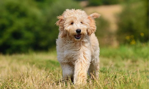 The 9 Most Common Health Problems in Goldendoodles