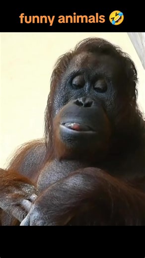 Funny Gorilla Moments: Hilarious Animal Antics