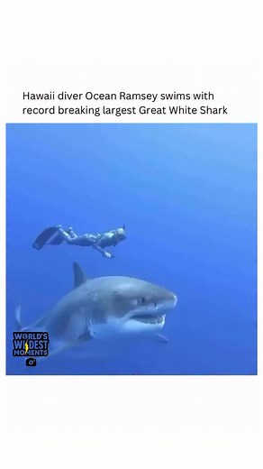1.4K views · 18 reactions | Ocean Ramsey, a Hawaii-based shark...