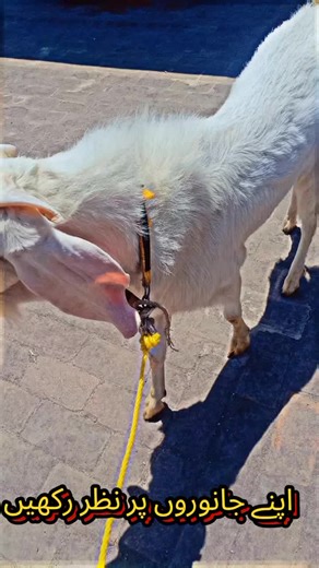 Vlog 9 Say Ma Shaa Allah 😍 #trending #goatnsheep #Bakra #Gulabibakra #creatorsearchinsights #CapCut #foryou #fyp #foryoupage #foryoupageofficiall #Goats #mayogoat🐐 #eiduladha2025
