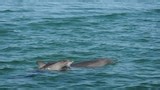 Suspected propeller strike injury to Bunbury dolphin worries wildlife group